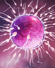 Морфология сперматозоидов и улучшающие ее препараты