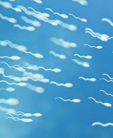 Как поднять подвижность сперматозоидов