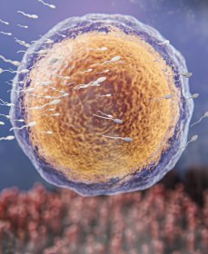 Сколько должно быть подвижных сперматозоидов для успешного зачатия