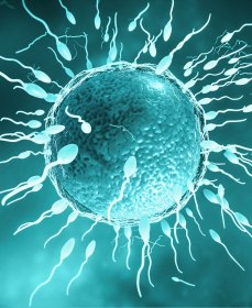 Как скорость движения сперматозоидов влияет на зачатие