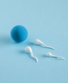 Сколько нужно сперматозоидов для беременности