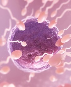 Что влияет на количество нормальных сперматозоидов