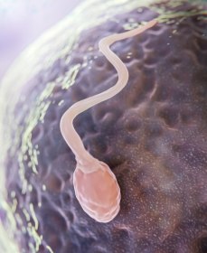 С чем связана слабая активность сперматозоидов