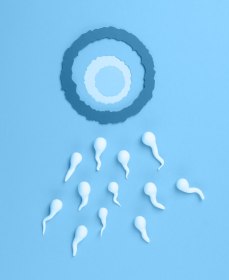 От чего зависит качество сперматозоидов
