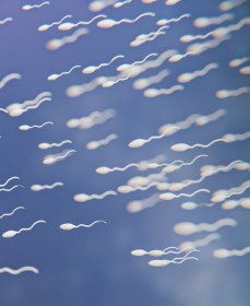 Плохая спермограмма: как восстановить морфологию сперматозоидов