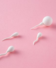 Как часто у мужчин обновляется семя