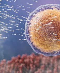 Концентрация сперматозоидов в сперме и ее влияние на процесс оплодотворения