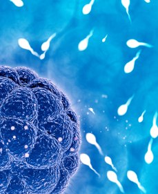 От чего зависит подвижность сперматозоидов