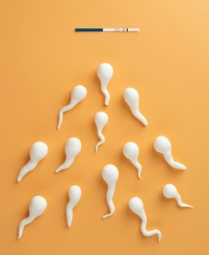 Агглютинация сперматозоидов: что это значит