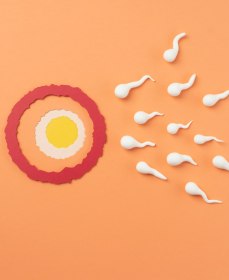 Как влияет подвижность сперматозоидов на успешность зачатия