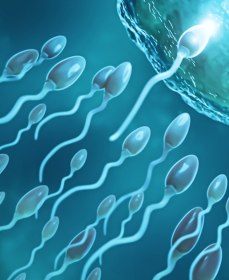 Как вырабатывается семенная жидкость у мужчин