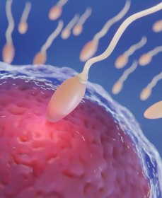 Сколько созревают пригодные для зачатия сперматозоиды