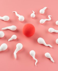 Как увеличить количество нормальных сперматозоидов в эякуляте