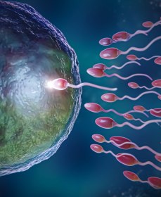 Препараты, увеличивающие подвижность спермиев