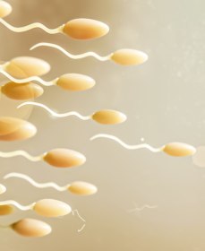 Как повысить зрелость сперматозоидов