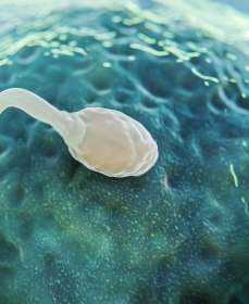 Почему сперматозоиды малоподвижны: причины и методы решения проблемы