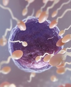 Необходимое количество сперматозоидов для оплодотворения яйцеклетки